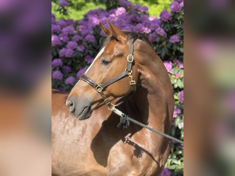 Oldenburg Gelding 8 years 17,1 hh Chestnut in Emstek