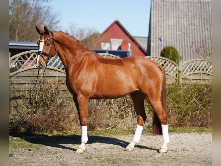 Oldenburg Gelding 8 years 17,1 hh Chestnut-Red in Hohenfelde