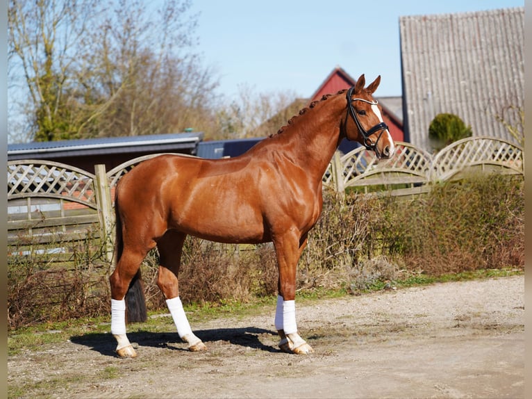 Oldenburg Gelding 8 years 17,1 hh Chestnut-Red in Hohenfelde