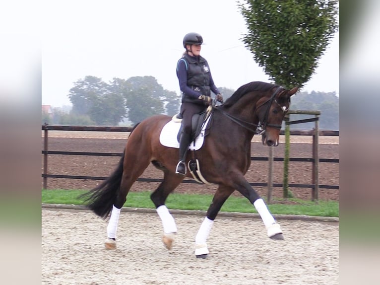 Oldenburg Gelding 8 years 17,2 hh Brown in Cloppenburg