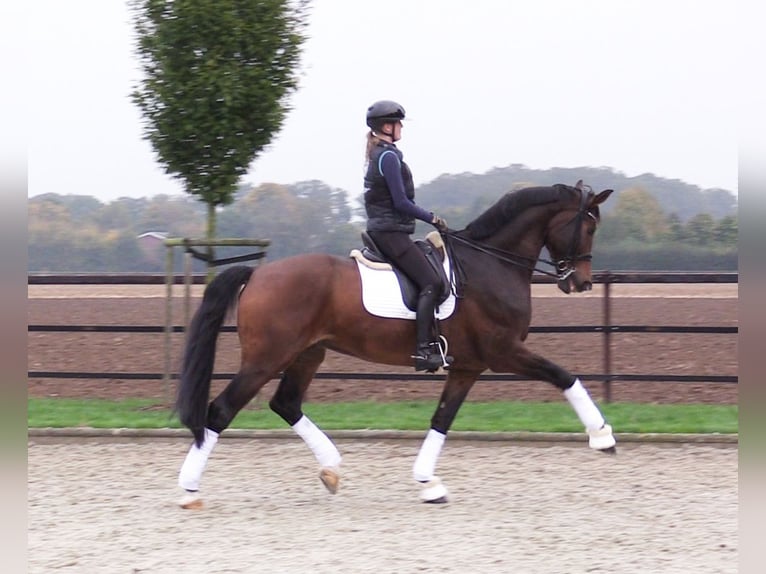 Oldenburg Gelding 8 years 17,2 hh Brown in Cloppenburg