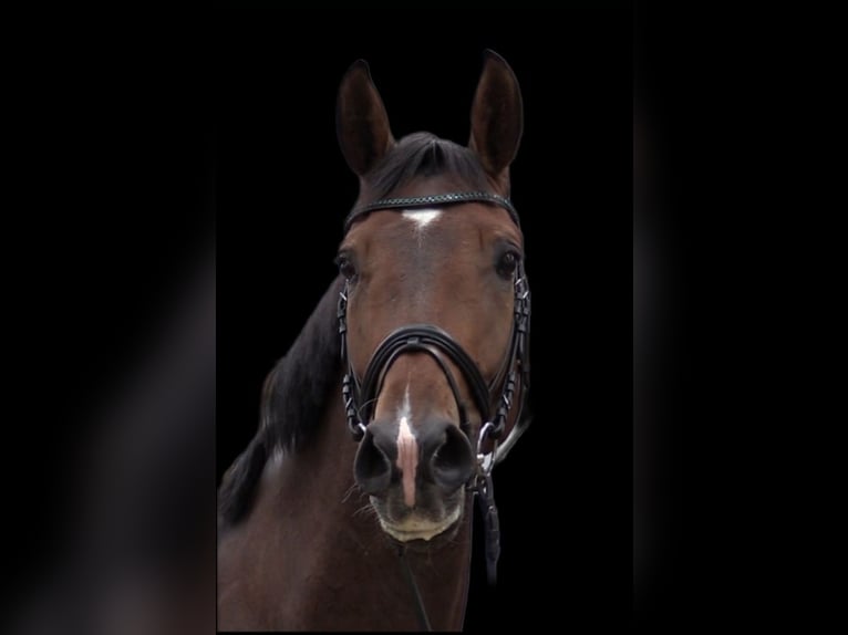 Oldenburg Gelding 8 years 17,2 hh Brown in Cloppenburg