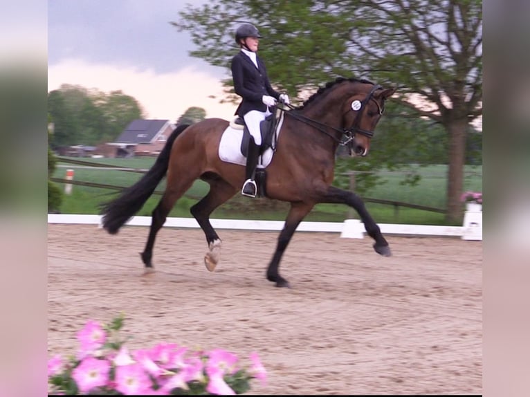 Oldenburg Gelding 8 years 17,2 hh Brown in Cloppenburg