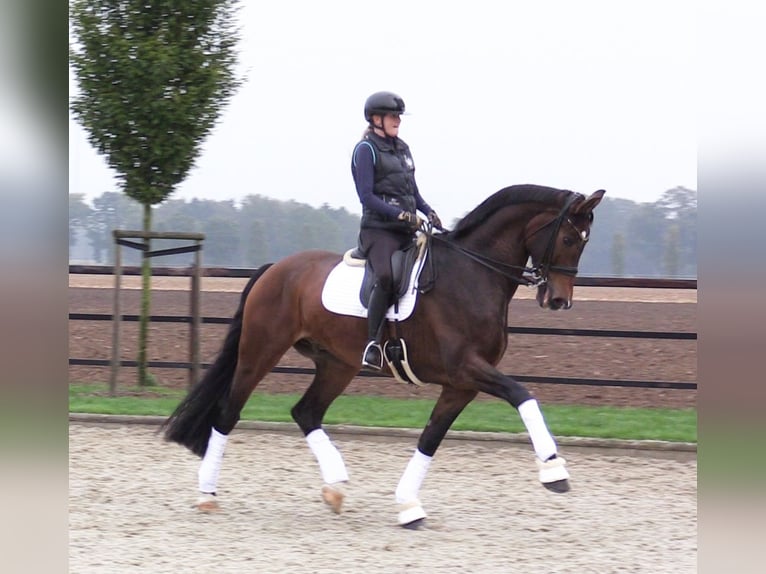 Oldenburg Gelding 8 years 17,2 hh Brown in Cloppenburg