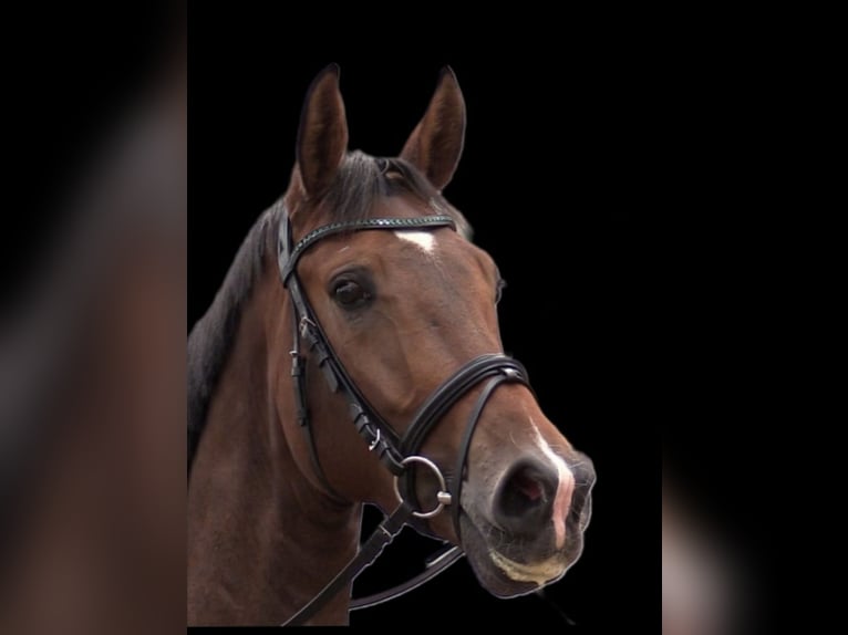 Oldenburg Gelding 8 years 17,2 hh Brown in Cloppenburg