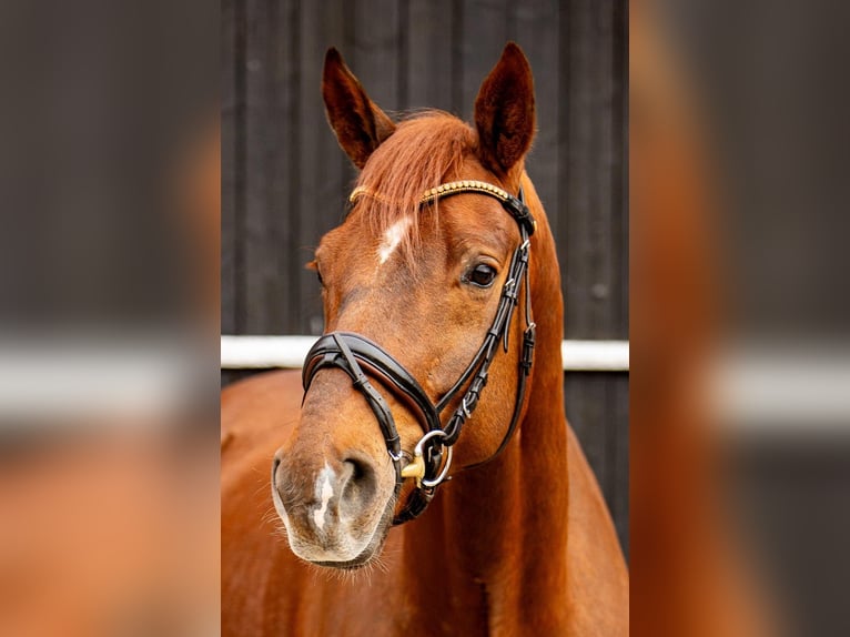 Oldenburg Gelding 8 years 17,2 hh Chestnut in Coesfeld