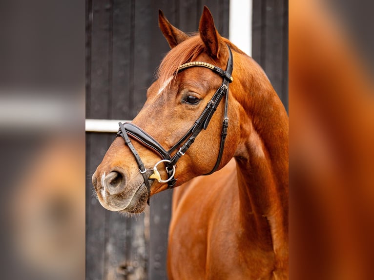 Oldenburg Gelding 8 years 17,2 hh Chestnut in Coesfeld