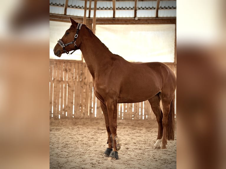 Oldenburg Gelding 8 years 17,3 hh Chestnut-Red in Krubki Górki