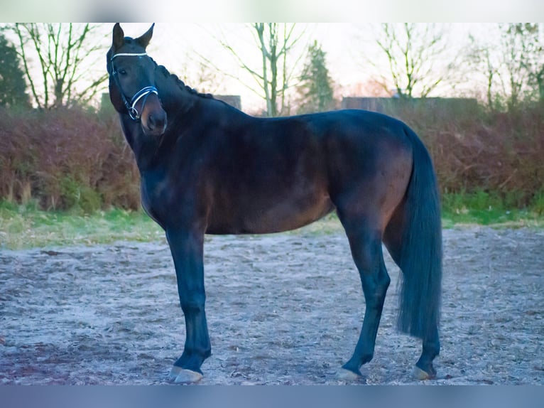 Oldenburg Gelding 8 years 18 hh Smoky-Black in Wedel