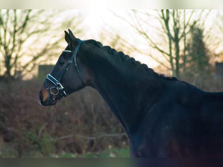 Oldenburg Gelding 8 years 18 hh Smoky-Black in Wedel