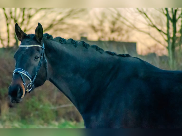 Oldenburg Gelding 8 years 18 hh Smoky-Black in Wedel