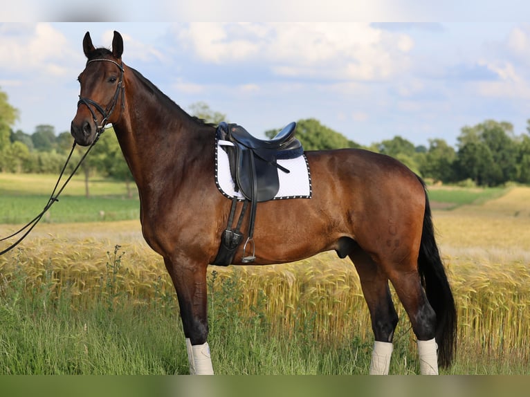 Oldenburg Gelding 8 years 18,1 hh Bay in Kiel
