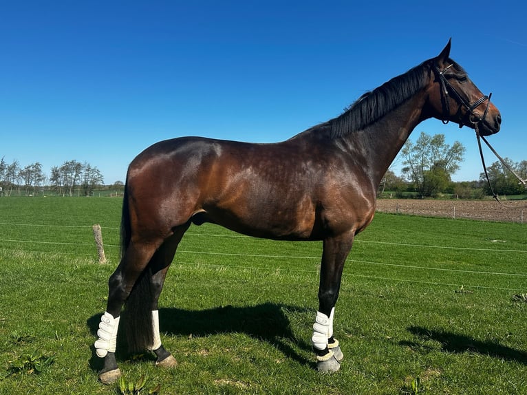 Oldenburg Gelding 8 years 18,1 hh Bay in Kiel