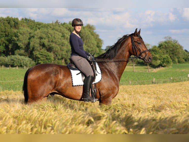 Oldenburg Gelding 8 years 18,1 hh Bay in Kiel