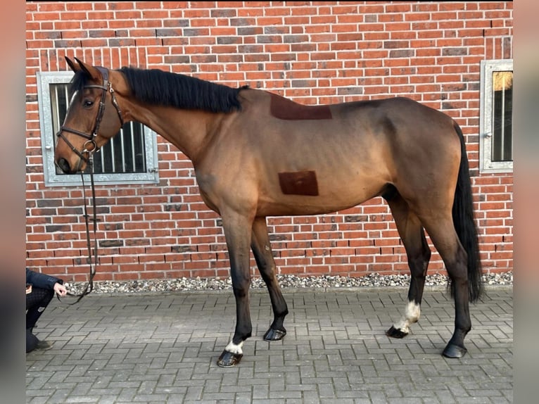 Oldenburg Gelding 8 years 18,1 hh Brown in Kirch Mummendorf