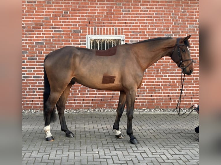 Oldenburg Gelding 8 years 18,1 hh Brown in Kirch Mummendorf