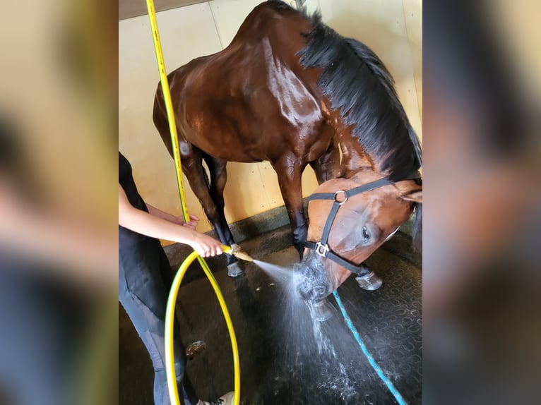 Oldenburg Gelding 8 years 18,1 hh Brown in Gossau ZH