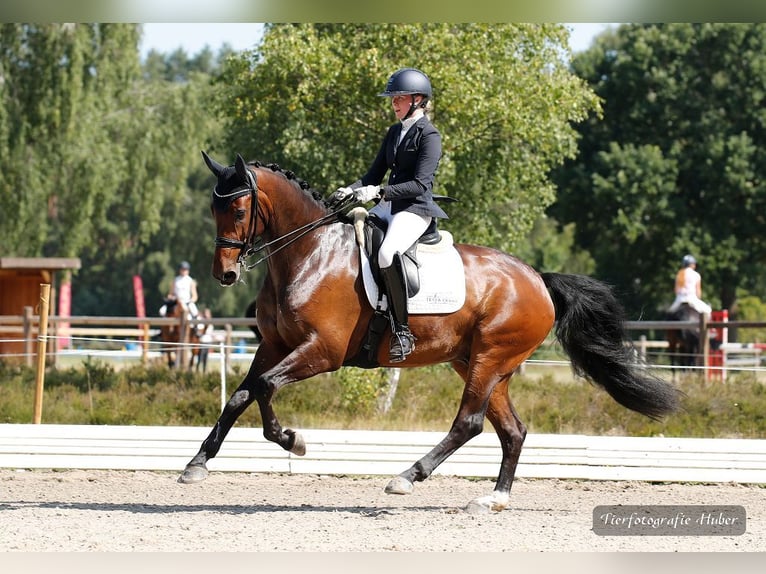 Oldenburg Gelding 8 years Brown in Jesteburg