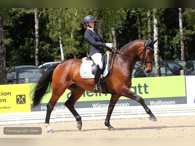 Oldenburg Gelding 8 years Brown in Jesteburg