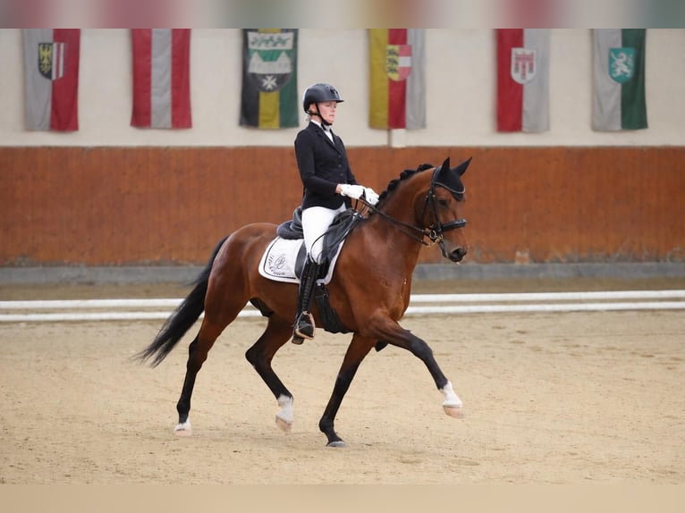 Oldenburg Gelding 9 years 15.2 hh Brown in Ebreichsdorf