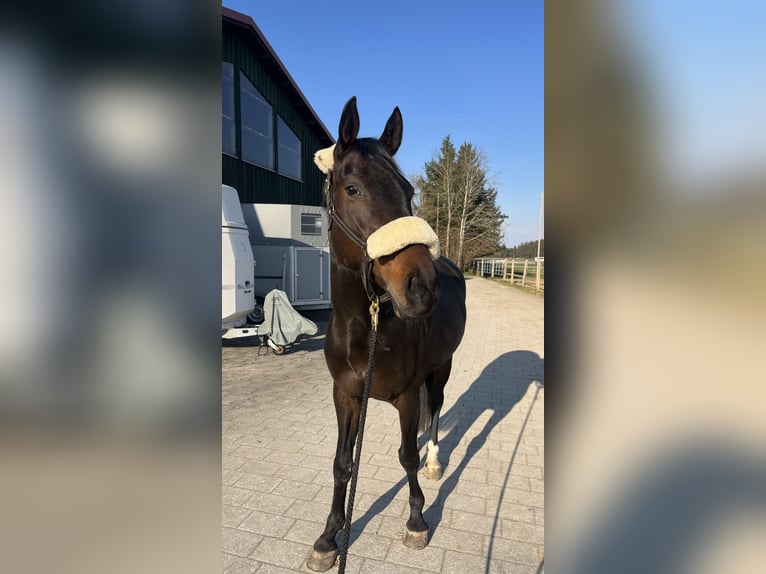 Oldenburg Gelding 9 years 16.1 hh Bay-Dark in Denklingen