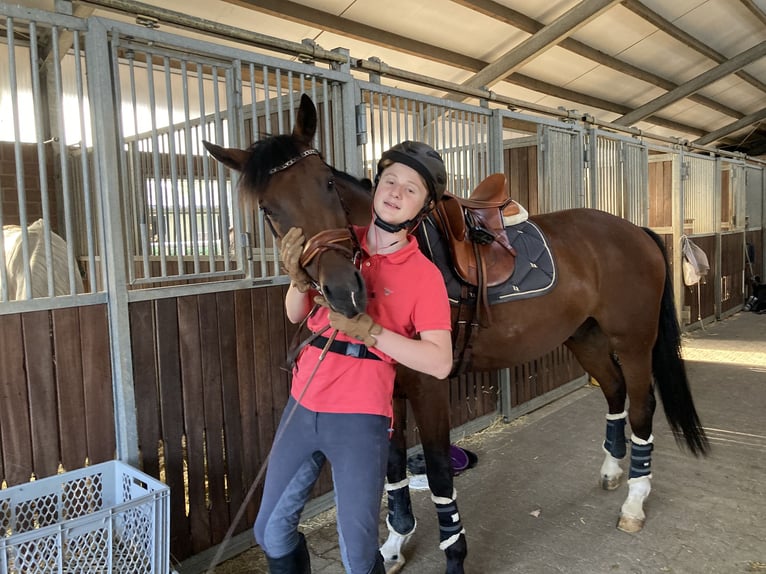 Oldenburg Gelding 9 years 16,1 hh Bay-Dark in Düsseldorf