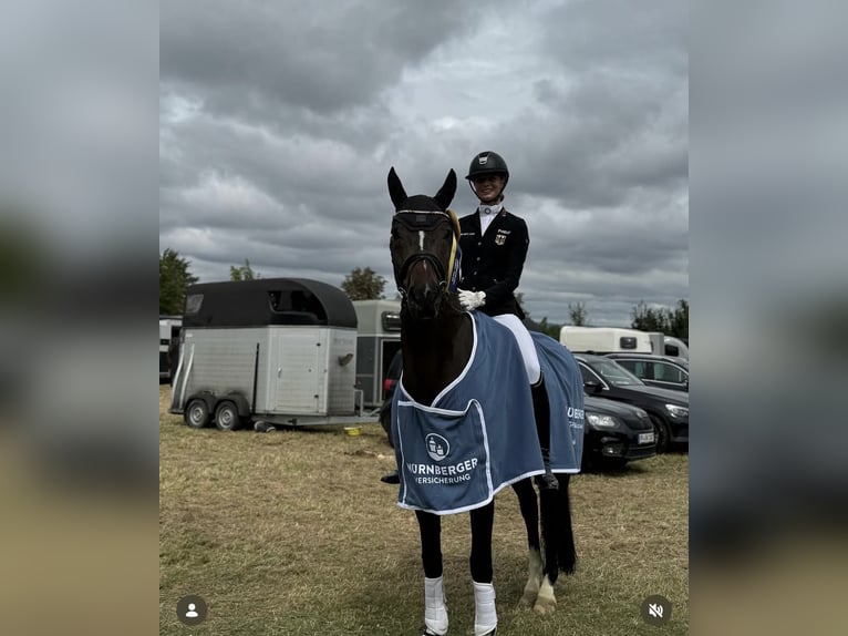 Oldenburg, Gelding, 9 years, 16.1 hh, Bay-Dark