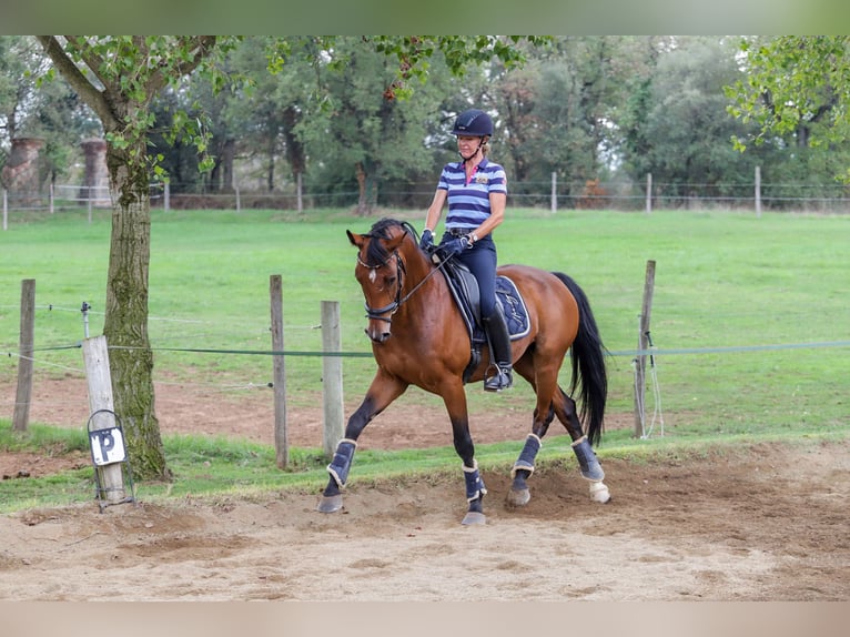 Oldenburg Gelding 9 years 16,1 hh Brown in Vic