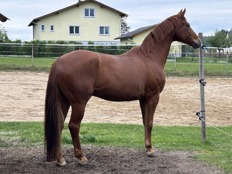 Oldenburg Gelding 9 years 16,1 hh Chestnut-Red in Gmünd