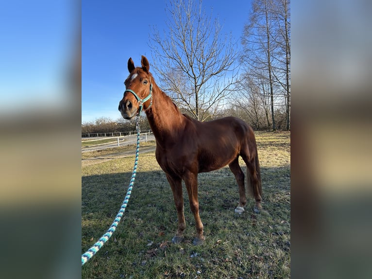 Oldenburg Gelding 9 years 16,1 hh Chestnut-Red in Gmünd