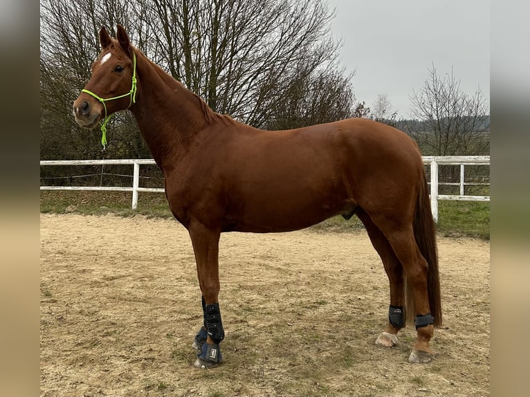 Oldenburg Gelding 9 years 16,1 hh Chestnut-Red in Gmünd