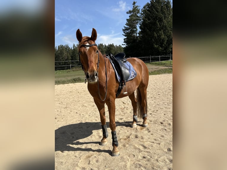 Oldenburg Gelding 9 years 16,1 hh Chestnut-Red in Gmünd