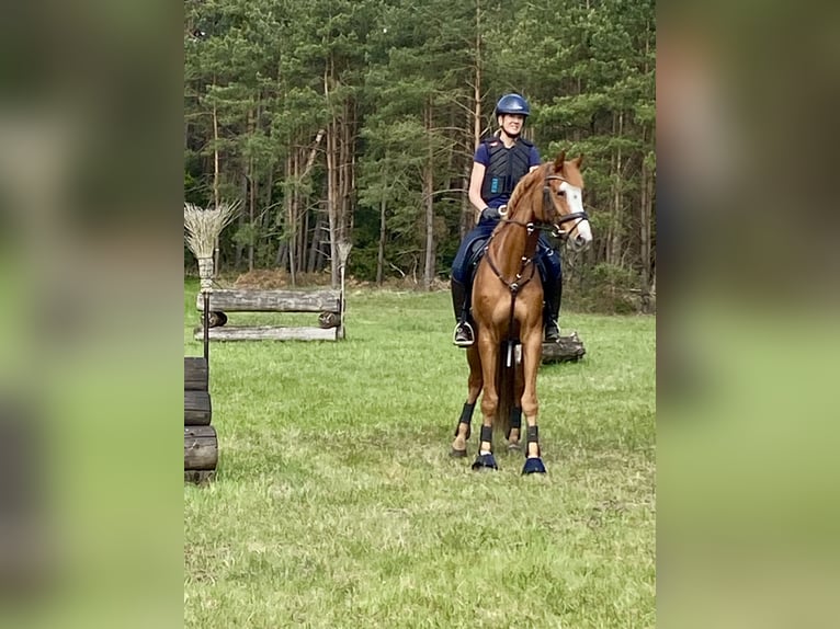 Oldenburg Gelding 9 years 16.1 hh Chestnut-Red in Isernhagen
