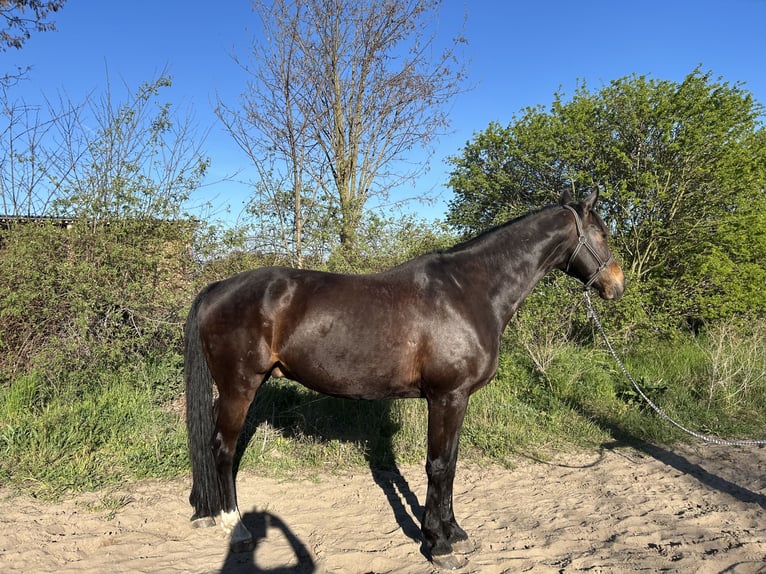 Oldenburg Gelding 9 years 16.2 hh Bay-Dark in Mietgendorf
