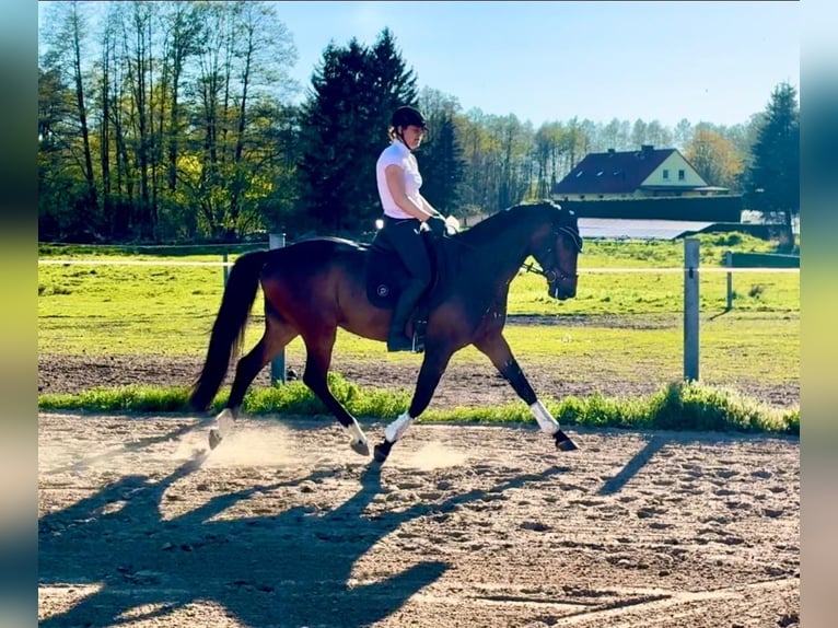 Oldenburg Gelding 9 years 16.2 hh Bay-Dark in Vollrathsruhe