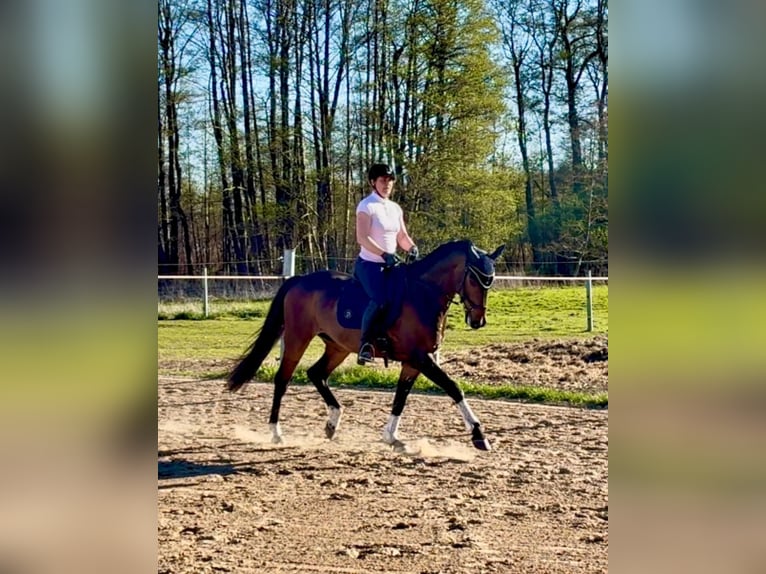 Oldenburg Gelding 9 years 16.2 hh Bay-Dark in Vollrathsruhe