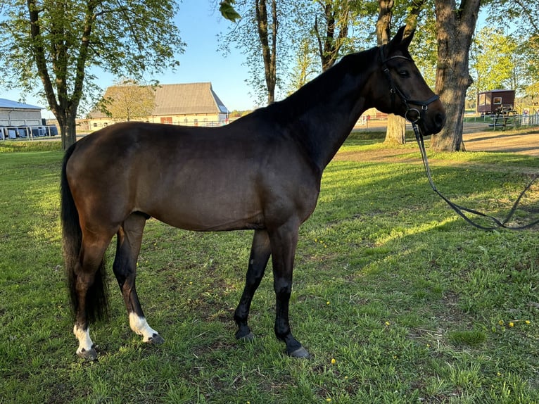 Oldenburg Gelding 9 years 16.2 hh Bay-Dark in Vollrathsruhe
