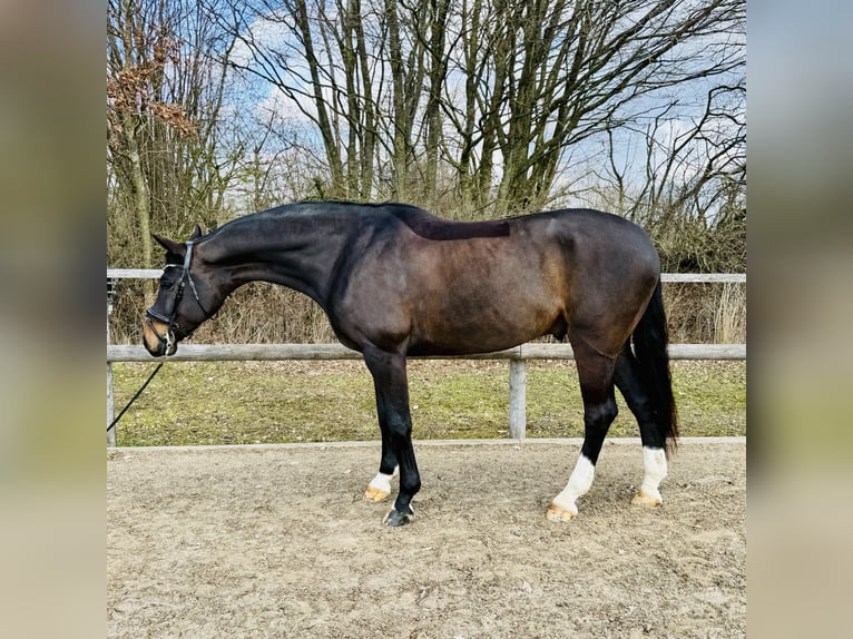 Oldenburg Gelding 9 years 16.2 hh Bay-Dark in Stockelsdorf