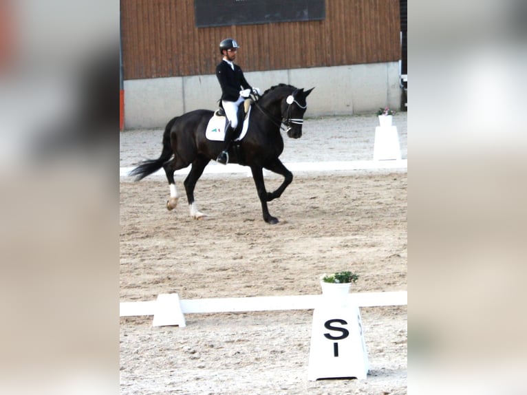 Oldenburg Gelding 9 years 16,2 hh Black in Königheim - Pülfringen