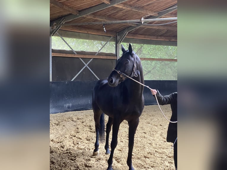 Oldenburg Gelding 9 years 16,2 hh Black in Bad Camberg