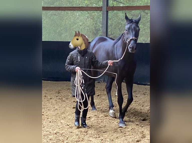 Oldenburg Gelding 9 years 16,2 hh Black in Bad Camberg