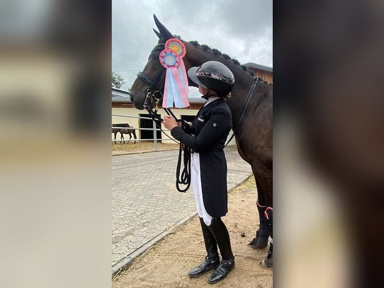 Oldenburg Gelding 9 years 16,2 hh Brown in Paderborn