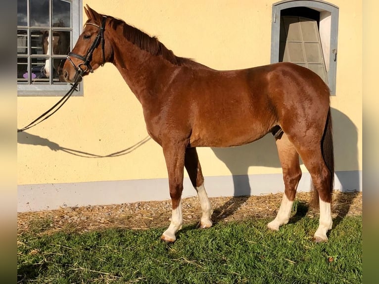 Oldenburg Gelding 9 years 16,2 hh Chestnut-Red in Allershausen