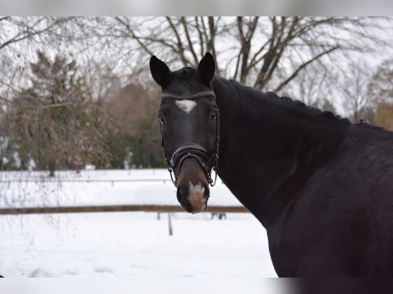 Oldenburg Gelding 9 years 16.3 hh Bay-Dark in Wellheim