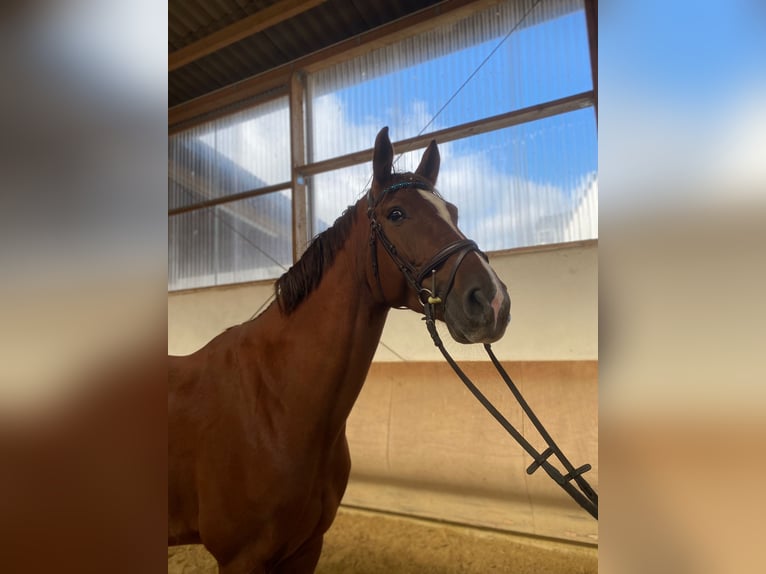 Oldenburg Gelding 9 years 16,3 hh Chestnut in Mertloch