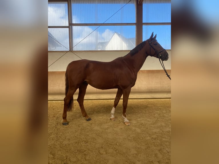 Oldenburg Gelding 9 years 16,3 hh Chestnut in Mertloch