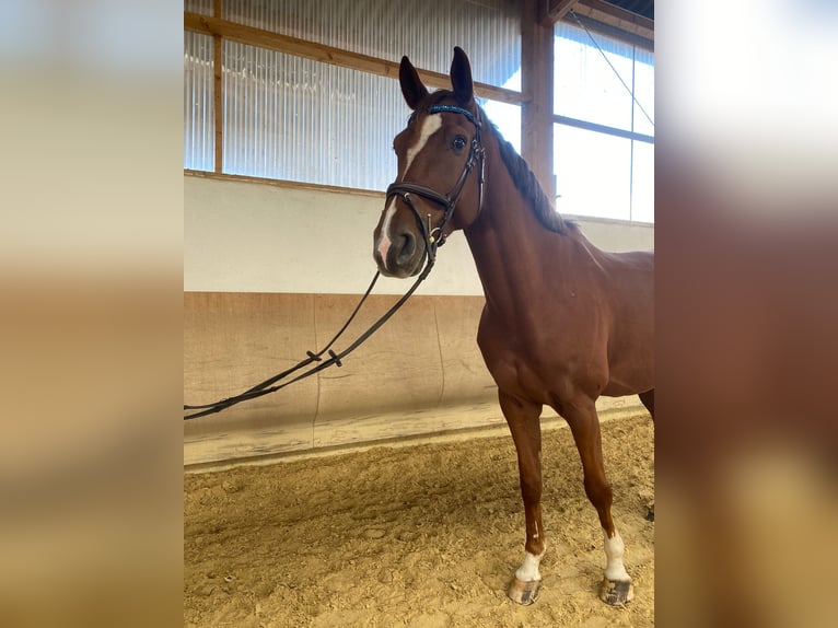 Oldenburg Gelding 9 years 16,3 hh Chestnut in Mertloch