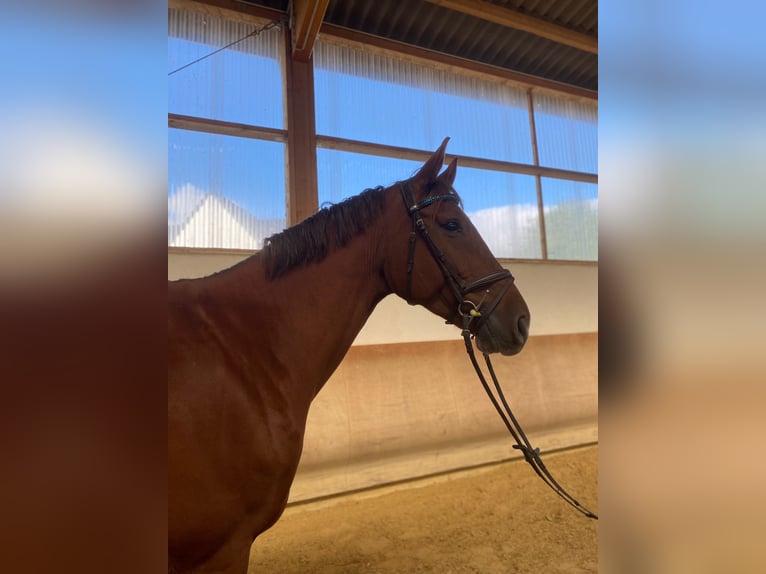 Oldenburg Gelding 9 years 16,3 hh Chestnut in Mertloch