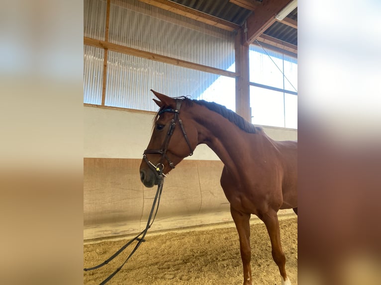 Oldenburg Gelding 9 years 16,3 hh Chestnut in Mertloch