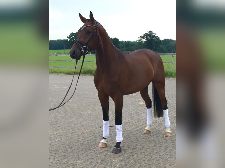 Oldenburg Gelding 9 years 16 hh Brown in Görlitz